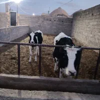 تلیسه وگوساله|حیوانات مزرعه|کرمان, |دیوار