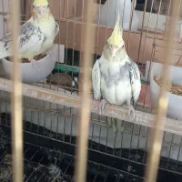 یک جفت عروس هلندی