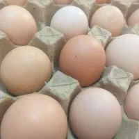 تخم مرغ محلی
