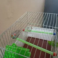 فنچ|پرنده|بندرعباس, |دیوار