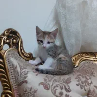 بچه گربه خانگی|گربه|فیروزکوه, |دیوار