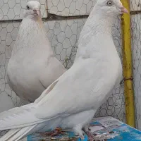 بمبویی کفتر جفت