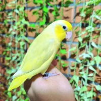 طوطی پروتلت نر دو ماهه رام