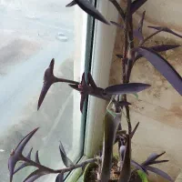 برگ بیدی بنفش