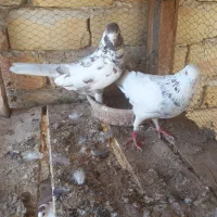 پرنده|پرنده|آران و بیدگل, |دیوار