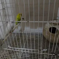 مرغ عشق|پرنده|شیروان (خراسان), |دیوار