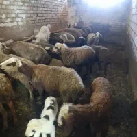 خریدار گوسفند