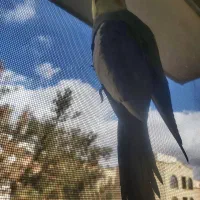 گمشده|حیوانات|اصفهان, شهرک کوثر|دیوار