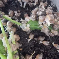 حلزون البینو|خزنده|قم, پردیسان|دیوار