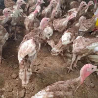 بوقلمون بوربون  اصیل ۸۲روزه واقعی