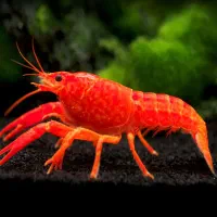 لابستر مولد قرمز اور سایز