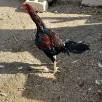 خروس|حیوانات مزرعه|ملایر, |دیوار