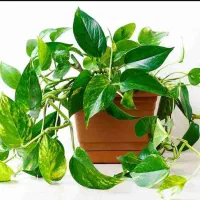 مشاوره ی تخصصی ی تولیدی گلهای آپارتمانی