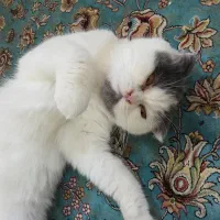 گربه گم شده|گربه|چابهار, |دیوار