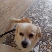 شیتزو پامر ماده|سگ|کرمان, |دیوار