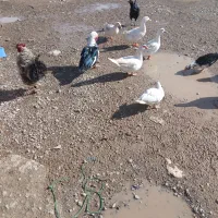 اردک شمالی|حیوانات مزرعه|بیرانوند, |دیوار