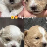 سه توله گم شدن. دوتا ماده. ی نر