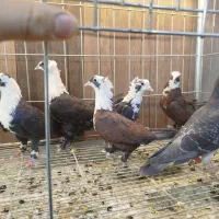 با سلام ۴۰ عدد کفتر پرشی آلمانی و رنگ