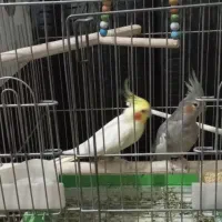 عروس هلندی|پرنده|پاکدشت, پاکدشت (مامازند)|دیوار