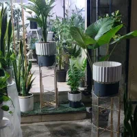 گل فروشی همیشه بهار