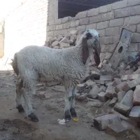 کابورمری اصل لنگ جمل