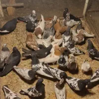 کفتر پرش و بازی دار