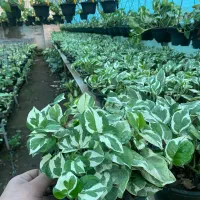 پتوس سبز، نئون ، ارتشی ،حصیری ،مرمری|گل و گیاه طبیعی|رشت, بیجارپس|دیوار