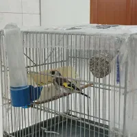 سهره کیاسر دهن بلبلی|پرنده|صباشهر, |دیوار