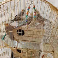 جوجه عروس هلندی|پرنده|چهاردانگه (تهران), |دیوار