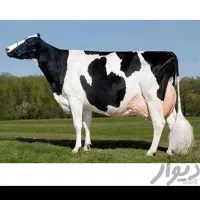 خریدوفروش دام|حیوانات مزرعه|خرم‌آباد, |دیوار
