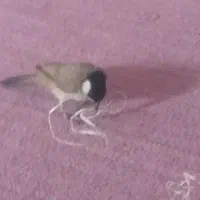 گم شده ها