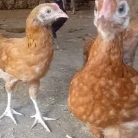 3عددجوجه محلی