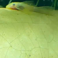 کت پوزه بوته ای