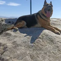 سگ ژرمن|سگ|آشخانه, |دیوار