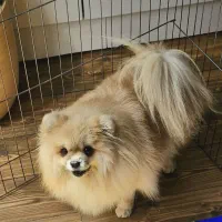 پامر خرسی ماده حامله