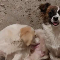 دو عدد سگ عروسکی خونگی با نژاد پامرشیتزو باهوش