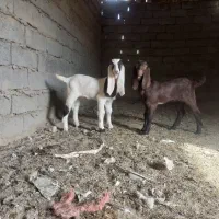 بز مری|حیوانات مزرعه|زاهدان, |دیوار