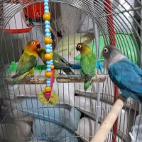 طوطی  کوتوله برزیلی