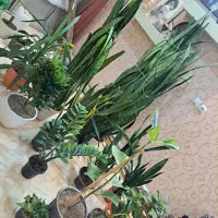 گل سانسوریا وزامفولیا وآناناسی ویوکا