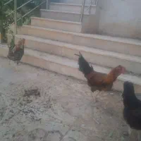 خروس محلی گلین اصل|حیوانات مزرعه|شیراز, ویلاشهر|دیوار