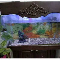 آکواریوم شیشه خم در حد نو با کمد