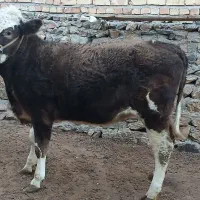 گاو ماده سیمنتال شرابی درجه یک