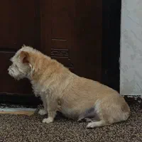 سگ گمشده|حیوانات|آبادان, |دیوار