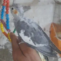 جوجه عروس علندی