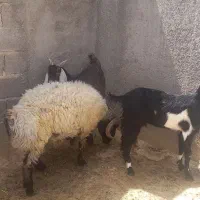 با سلام|حیوانات مزرعه|فورگ, |دیوار