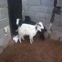 با دورس بزغاله نر وماده