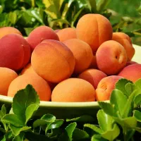 فروش بهترین نهال زردالو با ضمانت کتبی ده ساله|خدمات باغبانی و درختکاری|سلماس, |دیوار