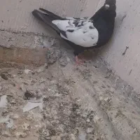 کبوتر سینهای|پرنده|شاهنجرین, |دیوار