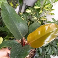 گیاه قاشقی|گل و گیاه طبیعی|مراغه, |دیوار