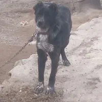 سگ ماده|سگ|مشگین شهر, |دیوار